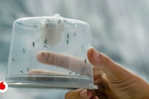 Cómo Funciona el Repelente de Mosquitos y Cómo Puede Protegerte